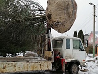 Озеленение и благоустройство
